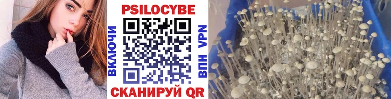 Галлюциногенные грибы Psilocybine cubensis  Березники 